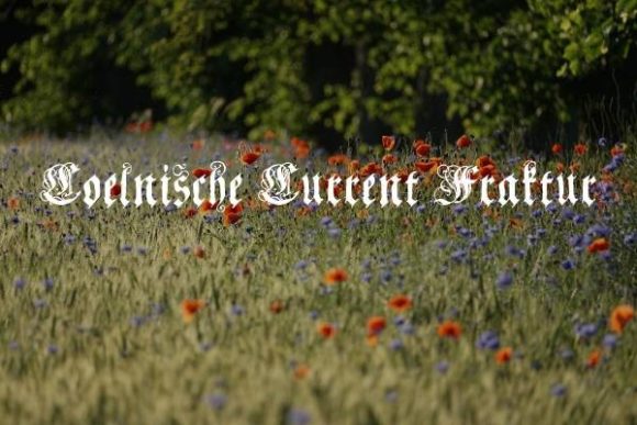 Evaluating Coelnische Current Fraktur: A Practical Guide to Distinctive Blackletter Design
